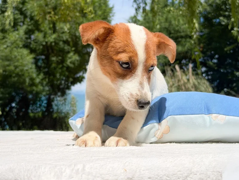 Allevamento Jack Russell