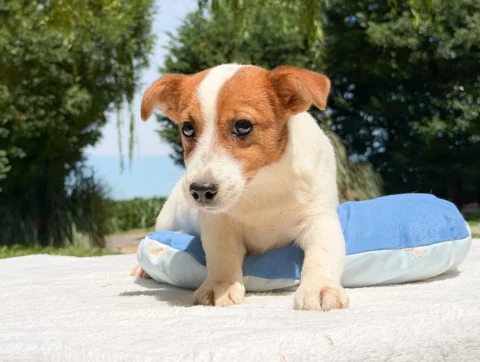 Jack Russell Ethan2