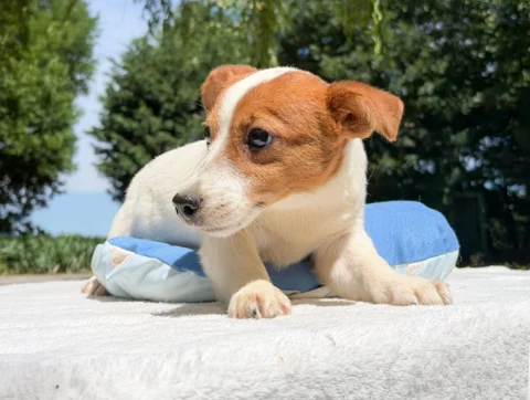 Jack Russell Ethan3