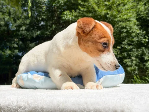 Jack Russell Ethan4