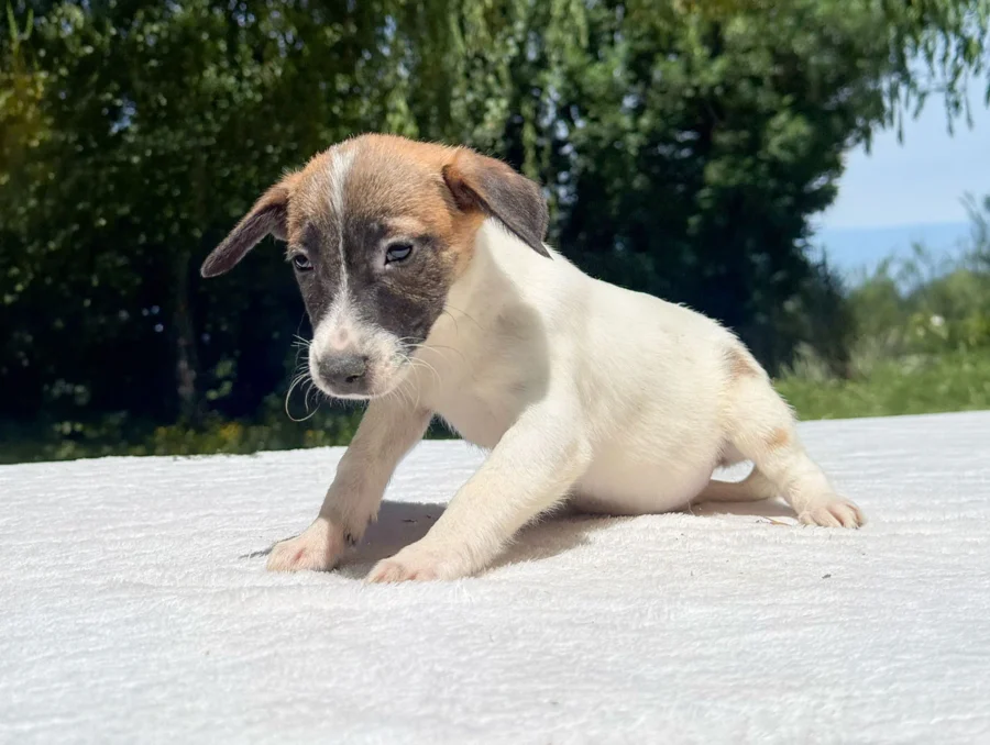 Jack Russell Jina