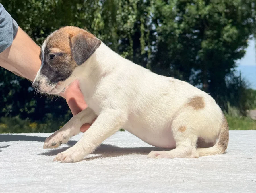 Jack Russell Jina2