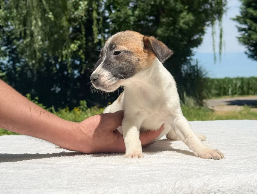 Jack Russell Jina3
