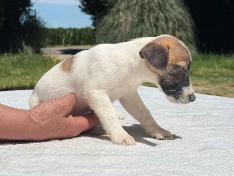 Cuccioli Jack Russell