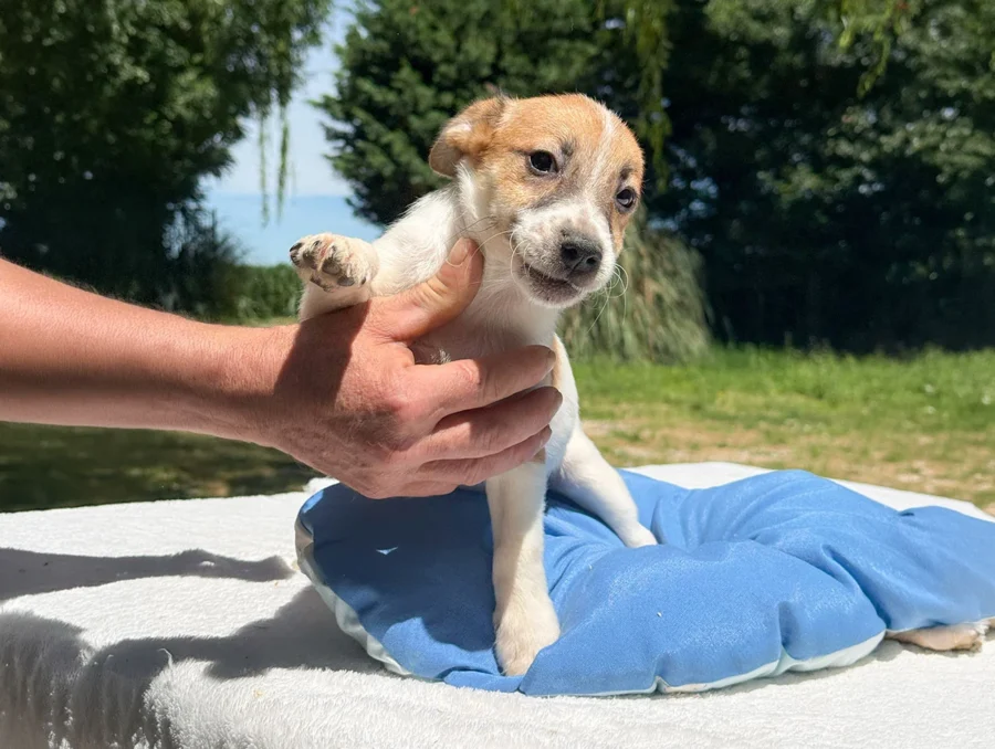 Jack Russell Renji