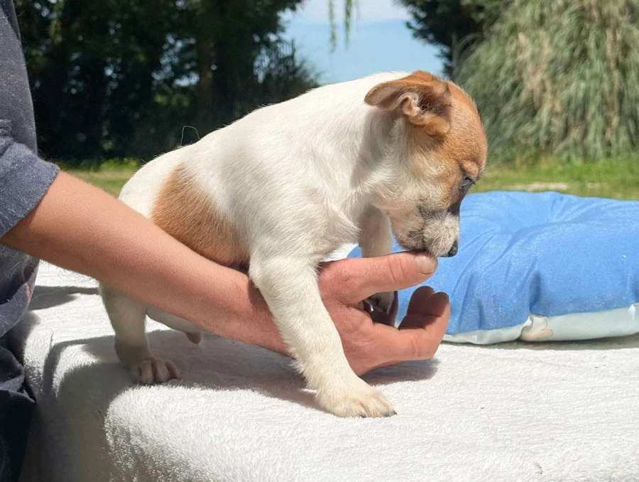 Jack Russell Renji2