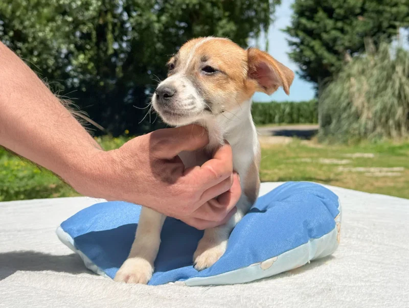 Cuccioli di Jack Russell