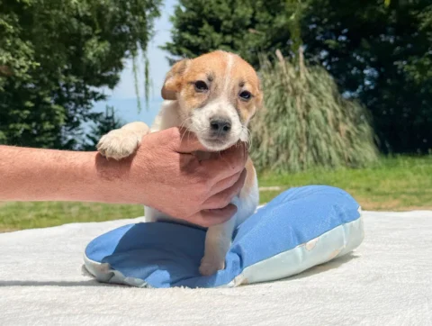 Jack Russell Renji4