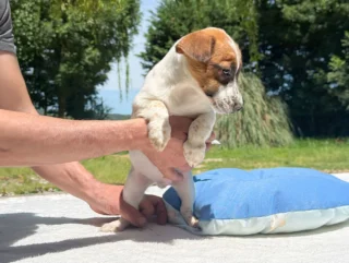 Jack Russell Trusty