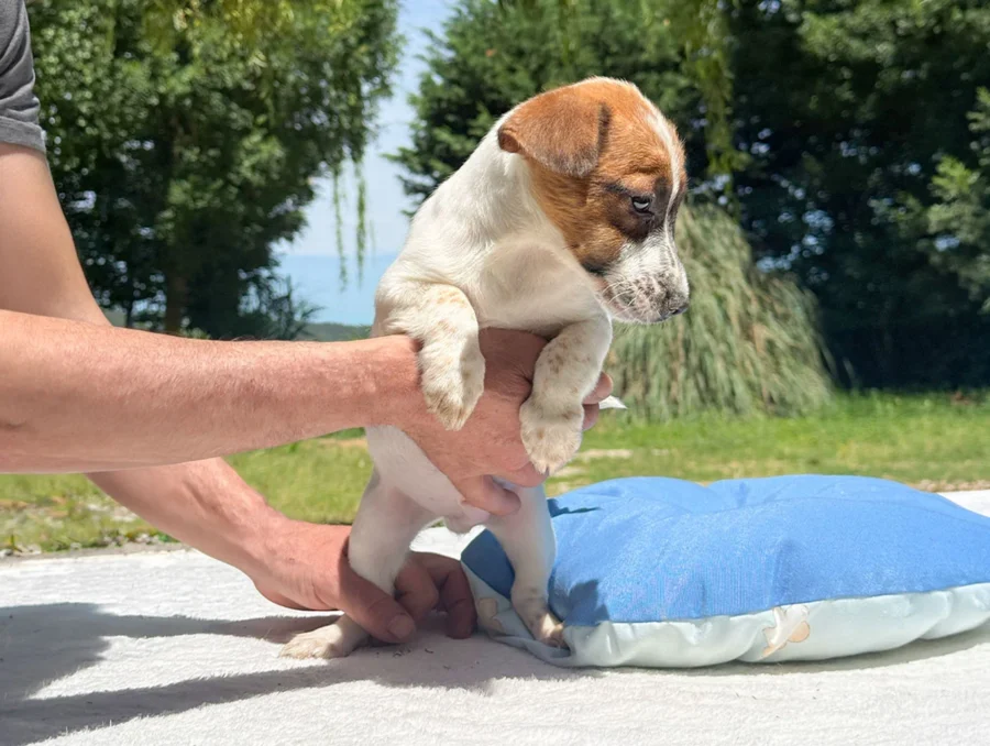 Jack Russell Trusty