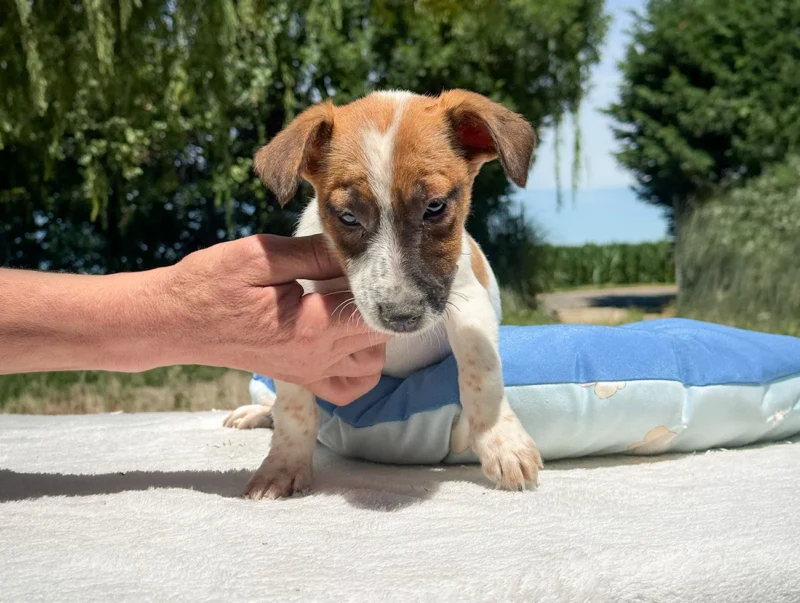 Cuccioli Jack Russell