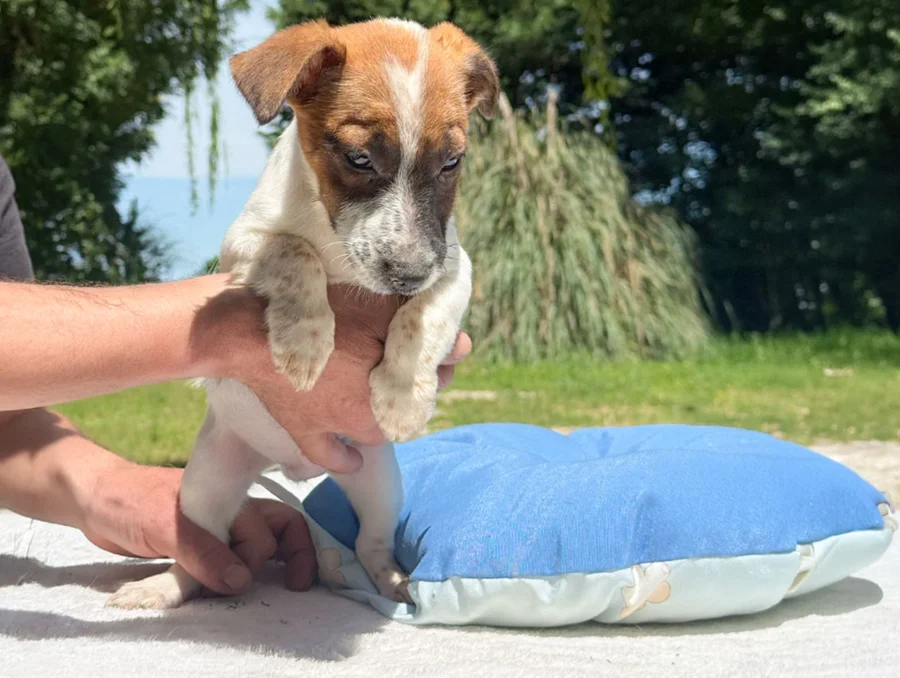 Jack Russell Trusty3