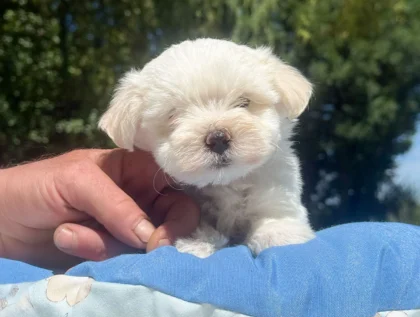 Maltese Luffy