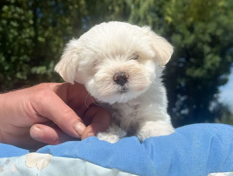 Maltese Cuccioli
