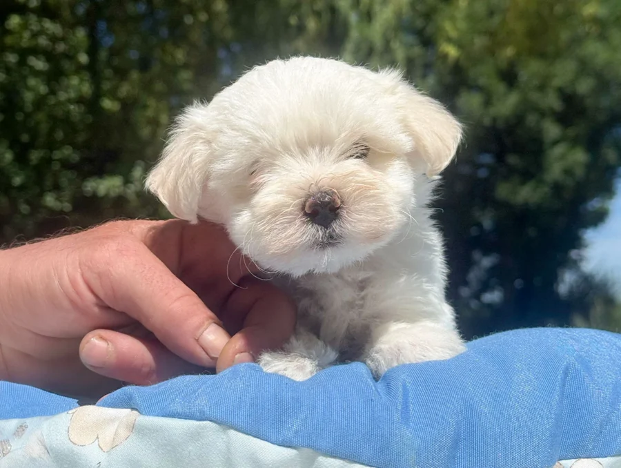 Maltese Luffy