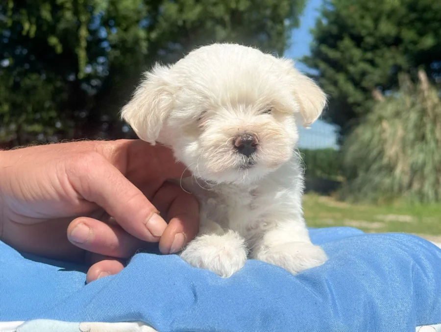Maltese Luffy2