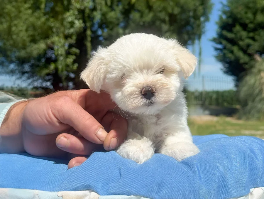 Maltese Luffy3