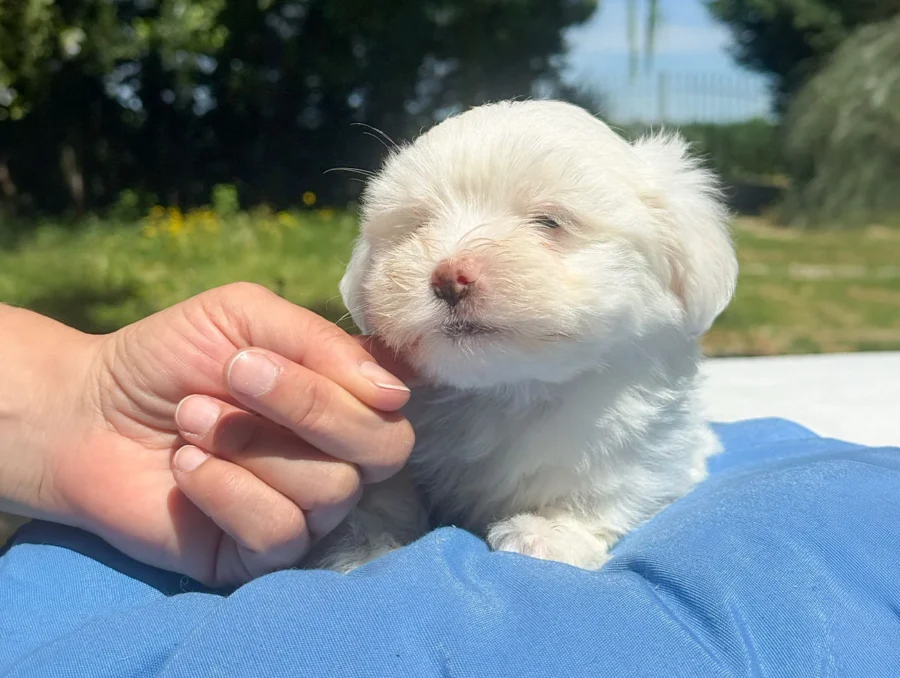 Maltese Luffy4