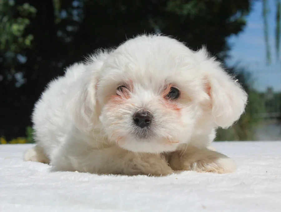 Allevamento Cuccioli Maltese