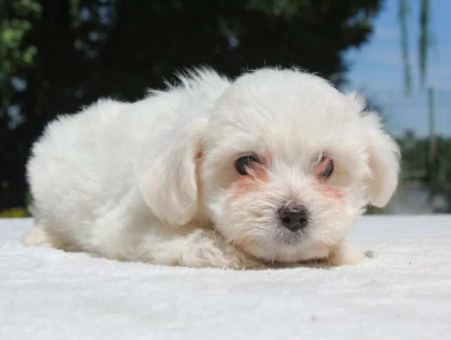Cuccioli Maltese
