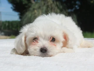 Maltese Kyla3