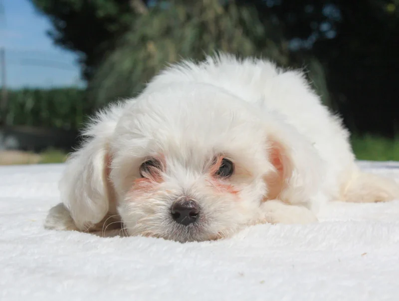 Vendita Cuccioli Maltese