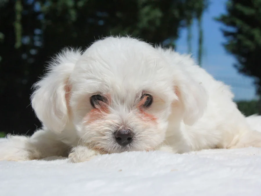 Allevamento Maltese
