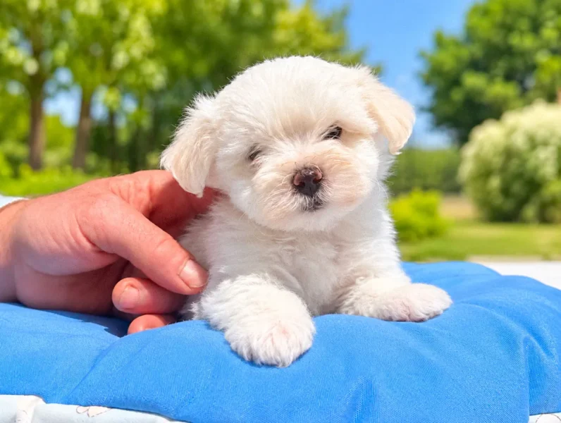 Allevamento Maltese