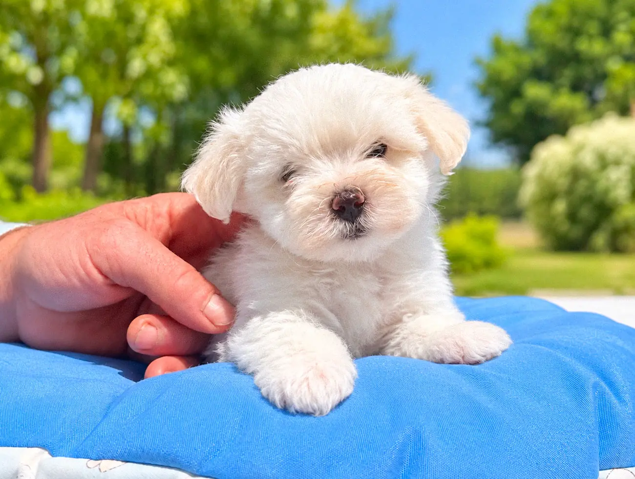 Allevamento Maltese