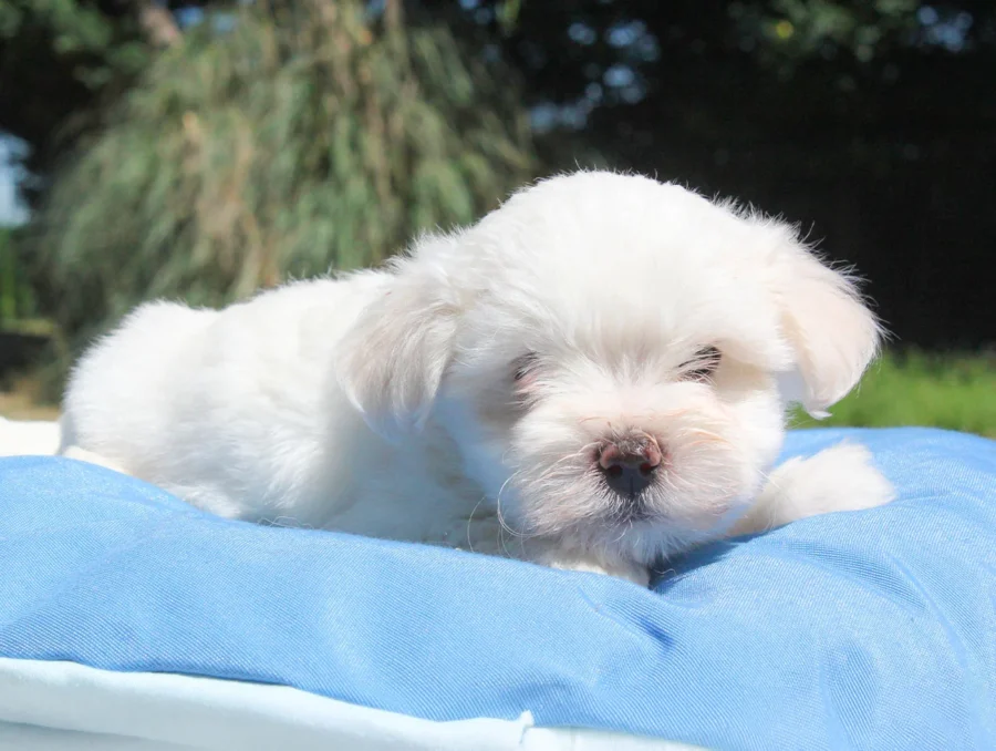 Maltese Rolly