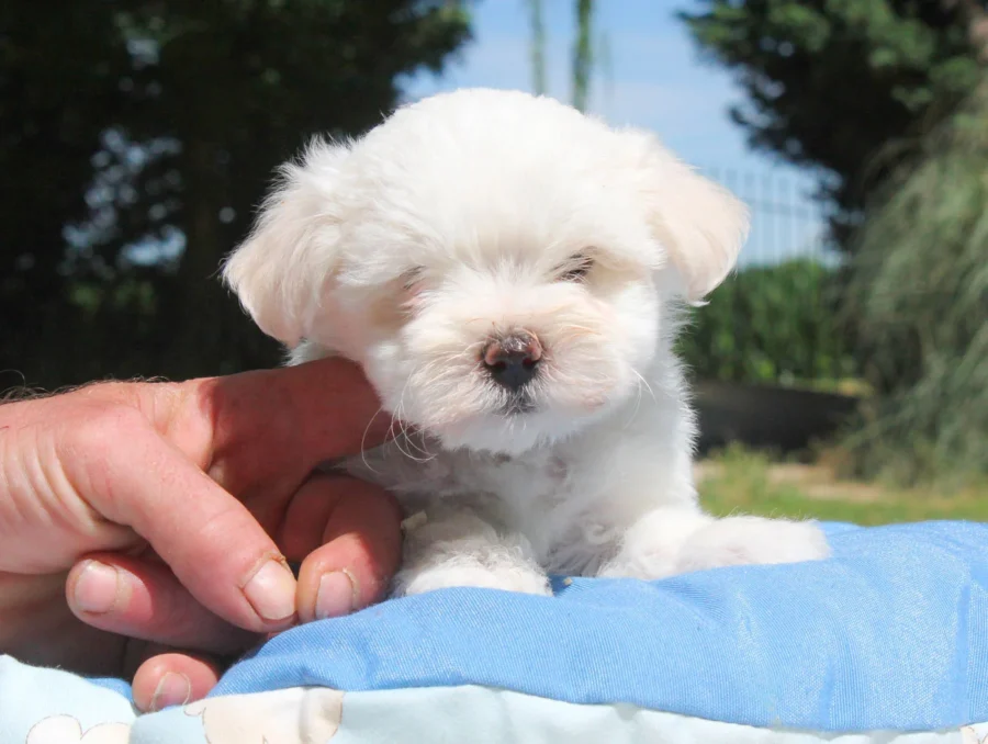 Maltese Rolly2