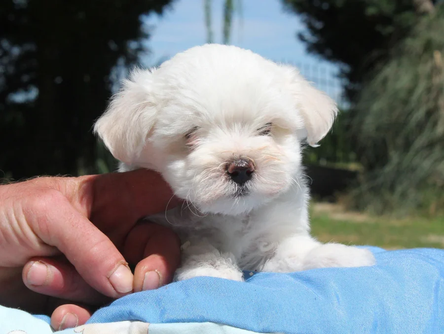 Maltese Rolly3