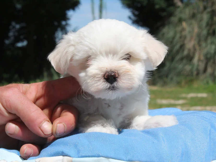 Maltese Rolly4
