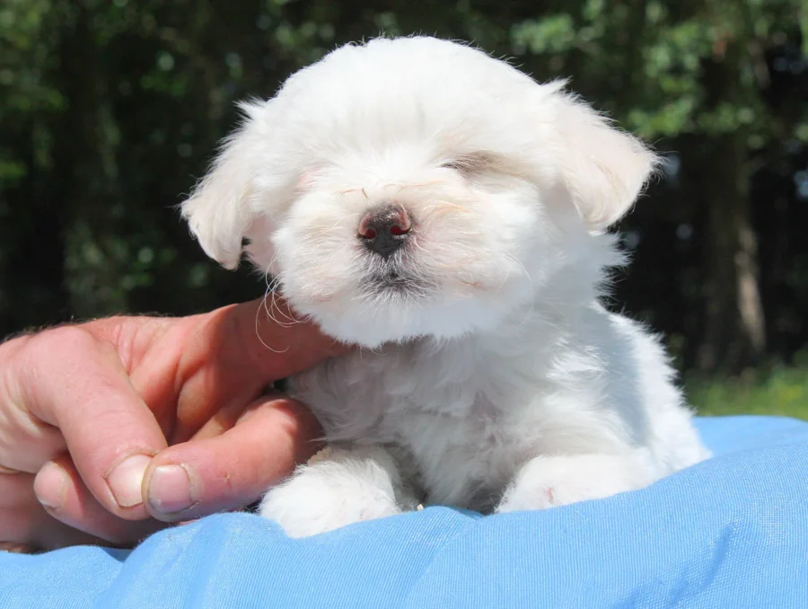 Maltese Rolly5