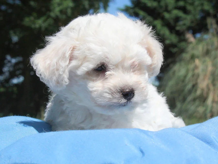 Cuccioli di Maltese