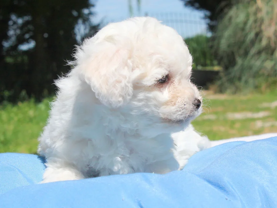 Allevamento Maltese Toy