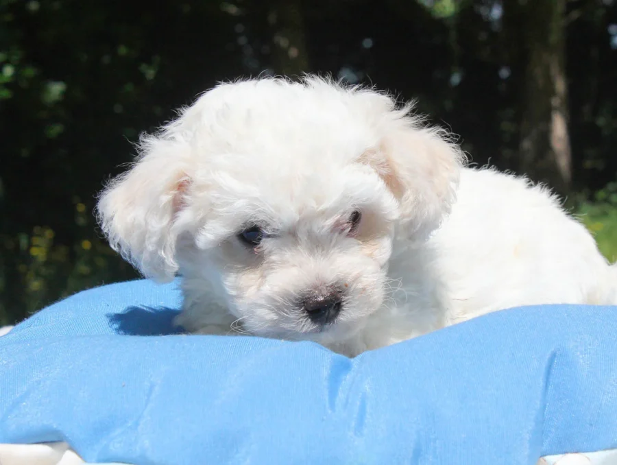 Cuccioli Maltese Toy
