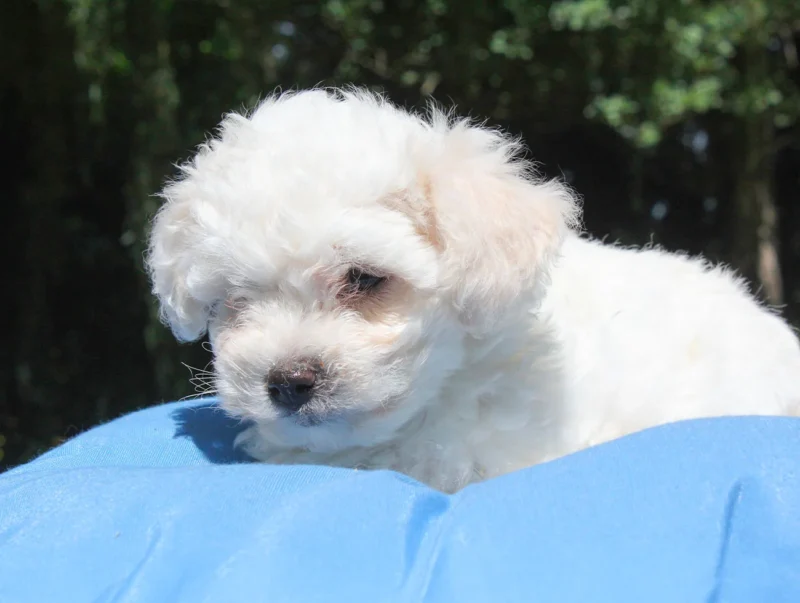 Allevamento Maltese
