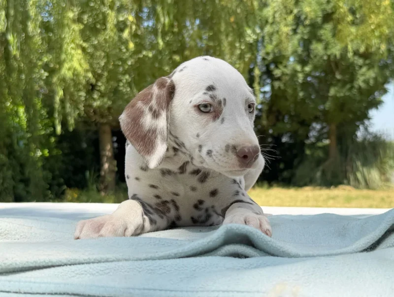 Cuccioli Dalmata
