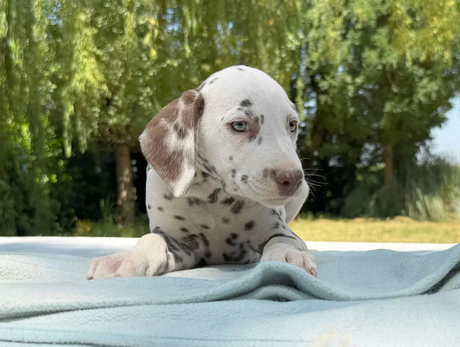 Cuccioli Dalmata