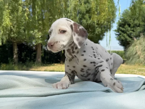 Dalmata Cuccioli