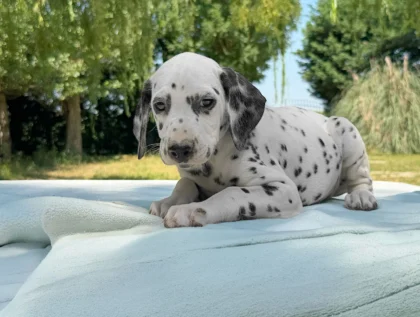 Vendita Cuccioli Dalmata