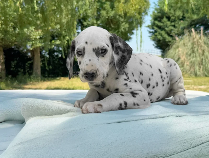 Vendita Cuccioli Dalmata
