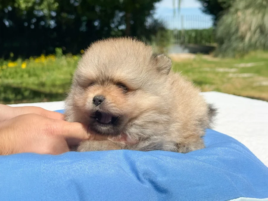 Pomerania Donny