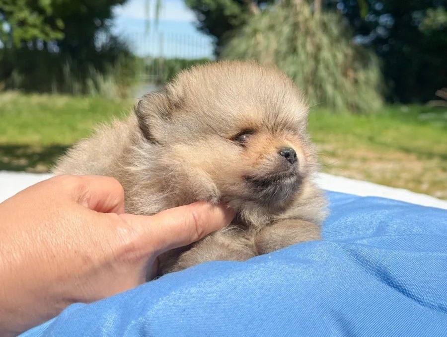 Pomerania Donny2