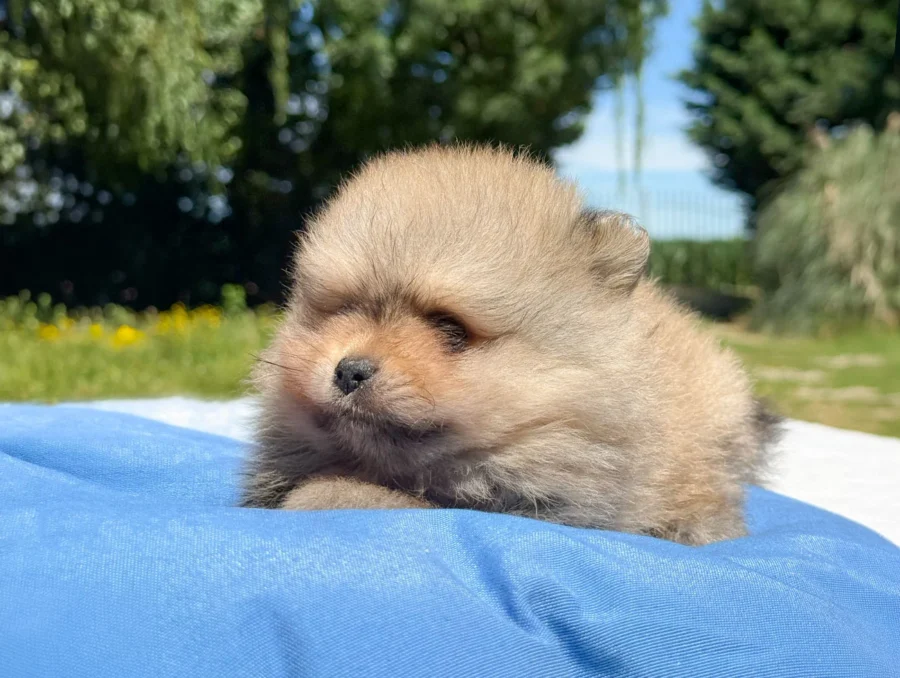 Pomerania Donny3