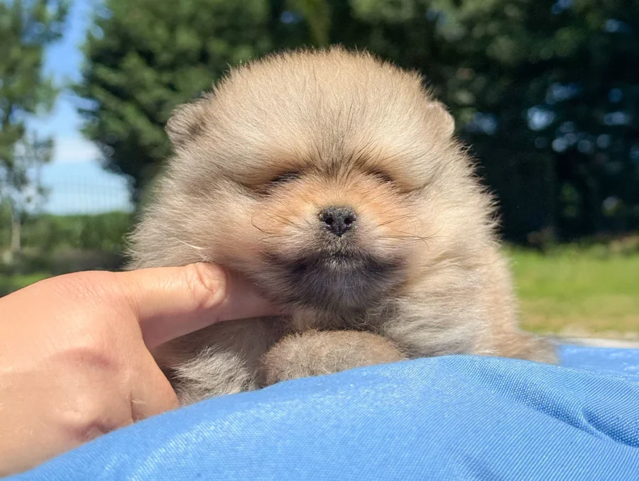 Pomerania Donny4
