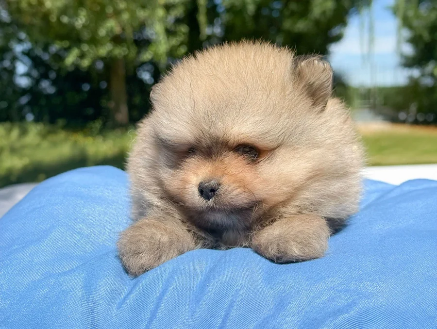 Pomerania Donny5