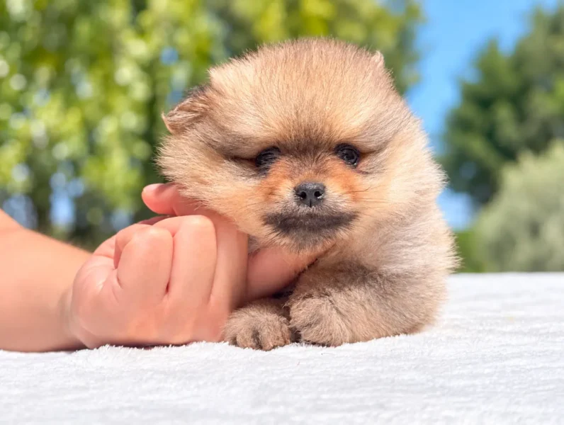 Allevamento Pomerania