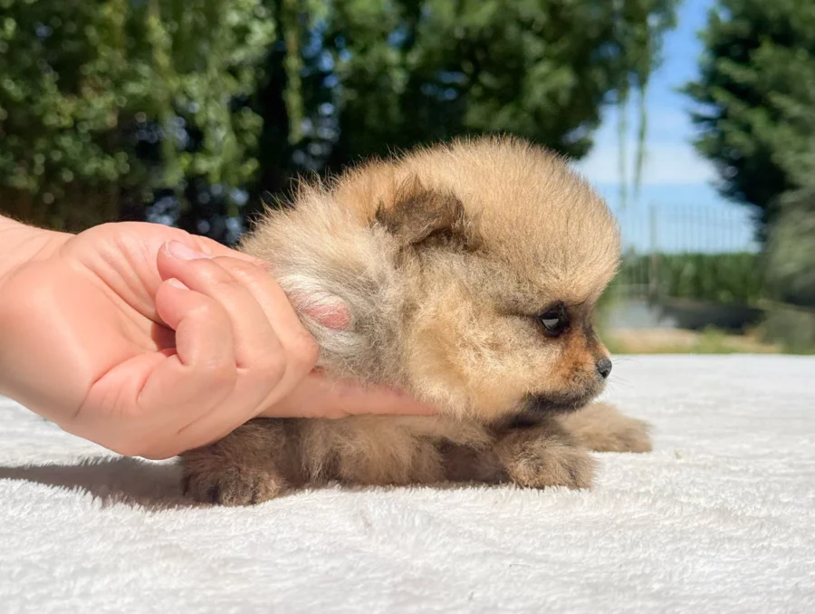 Pomerania Hannes